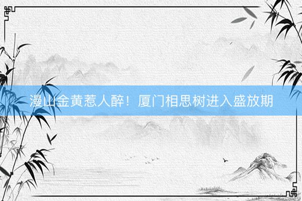 漫山金黄惹人醉！厦门相思树进入盛放期